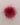 A bright magenta-pink fluffy feather accessory, centered on a plain light beige background.